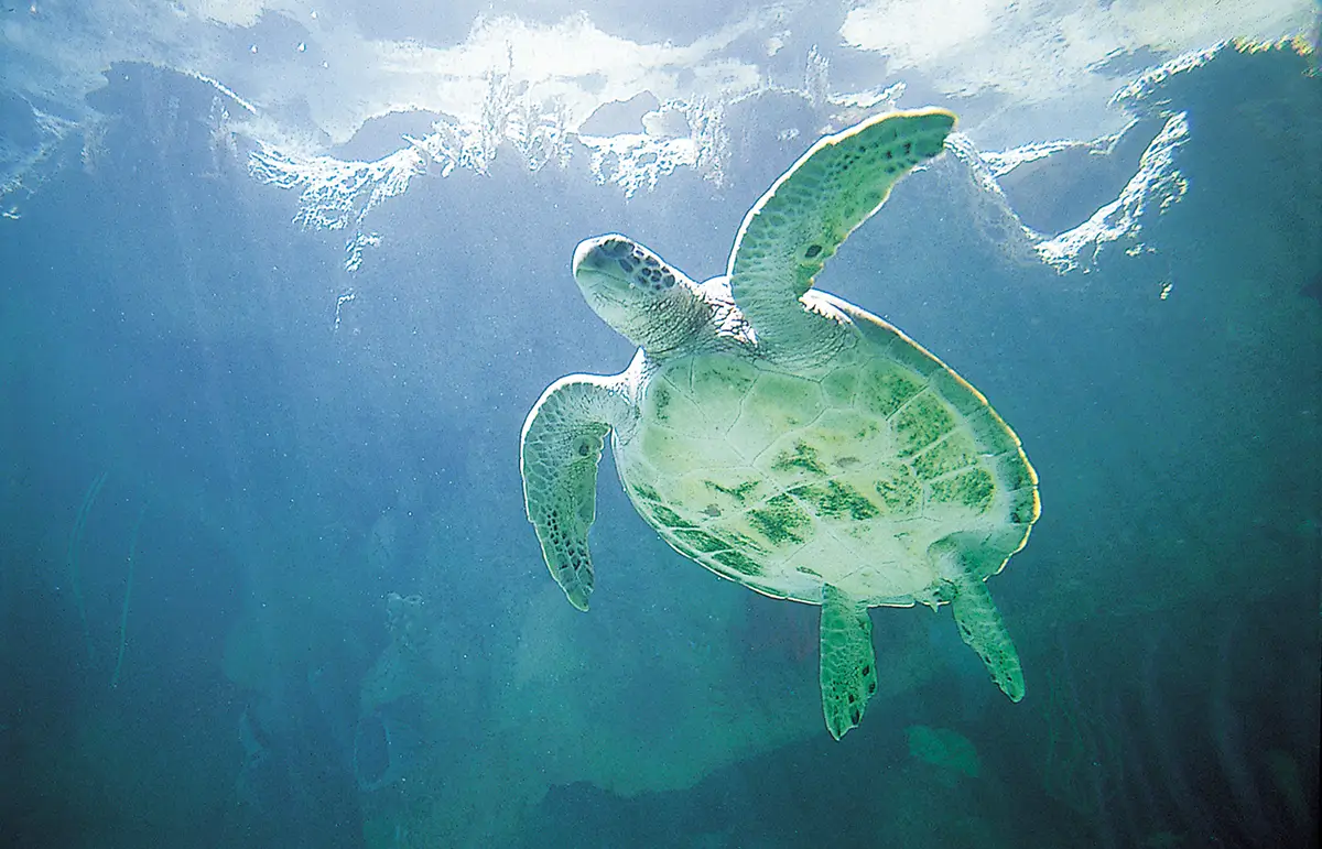 Green sea turtle glides underwater as sunlight ripples across the surface above.