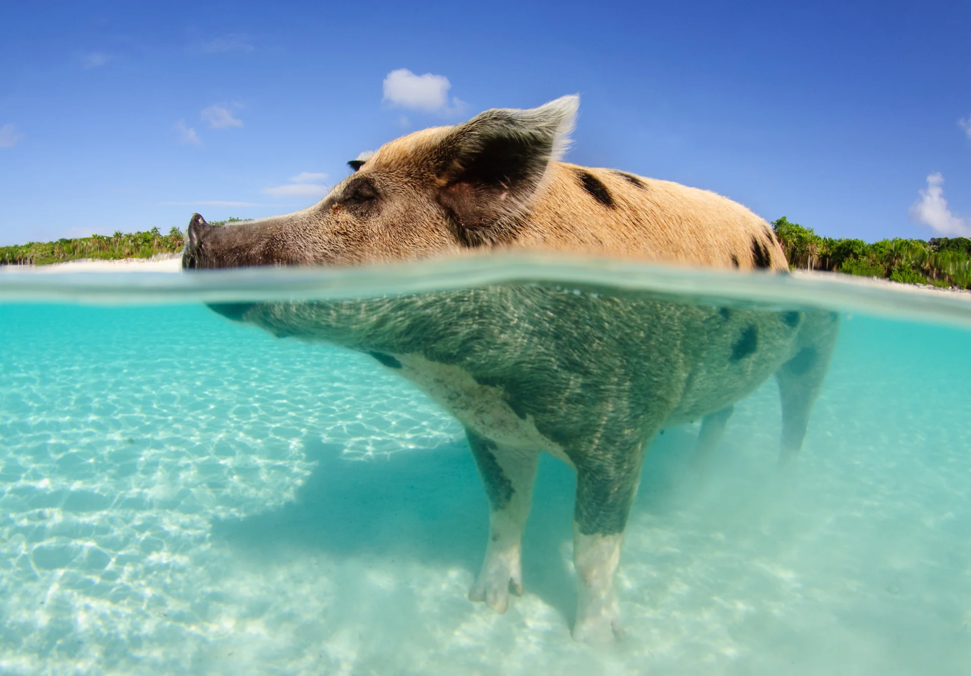 A swimming pig in clear turquoise water off Rose Island